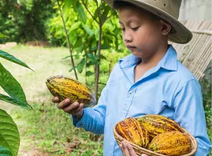 קקאו, אלוהים ואדם